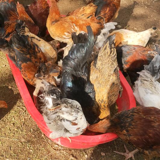 散养土鸡