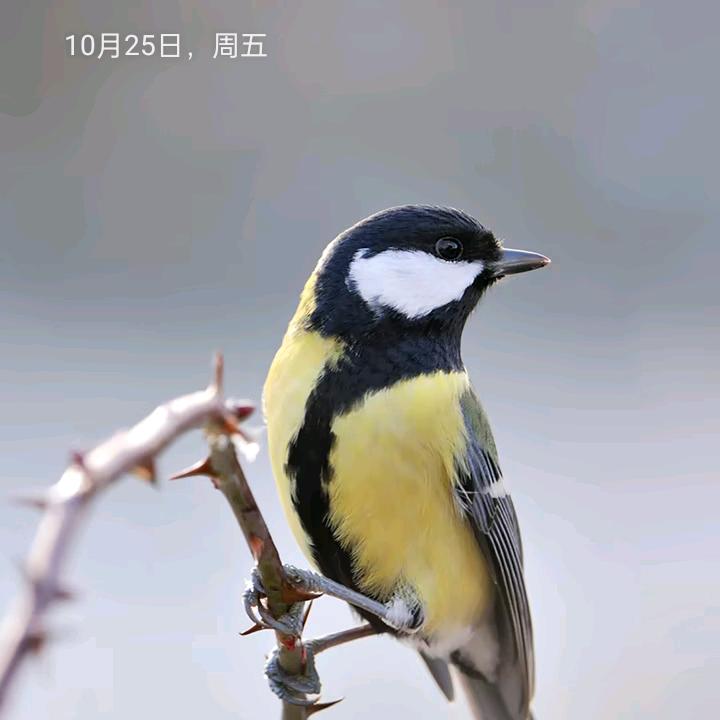 平平安安