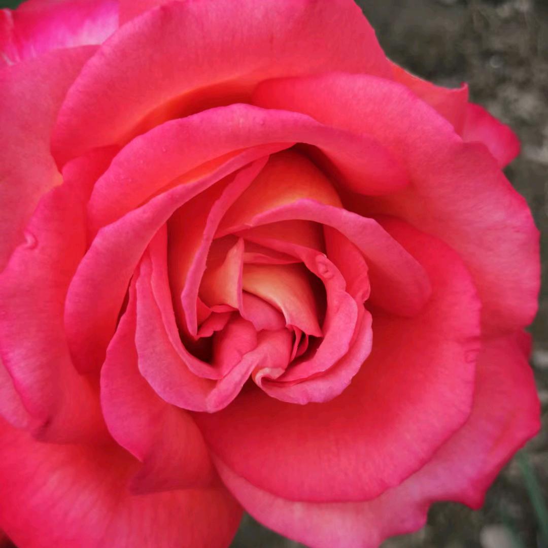 知足常乐。加贝