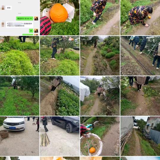 眉山春见耙耙柑商AAA