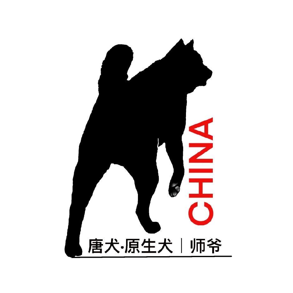 中华田园犬｜师爷