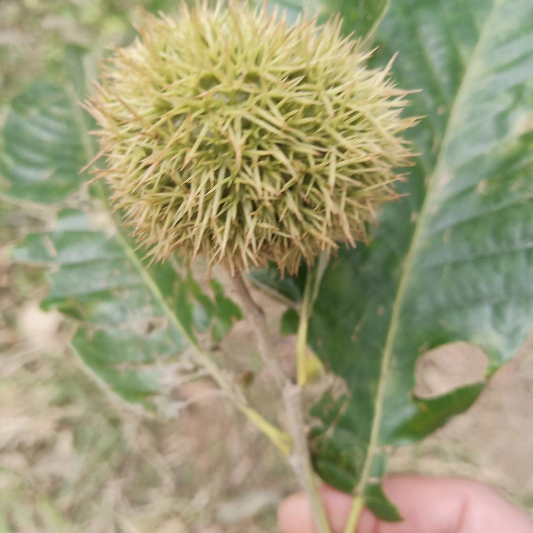 一杯奶茶