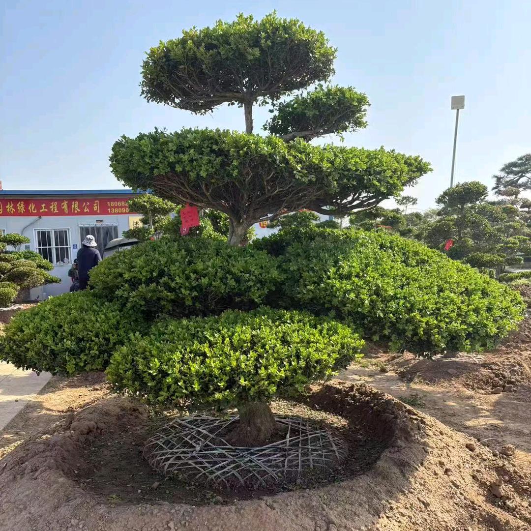 瓜子黄杨造型景观树基地