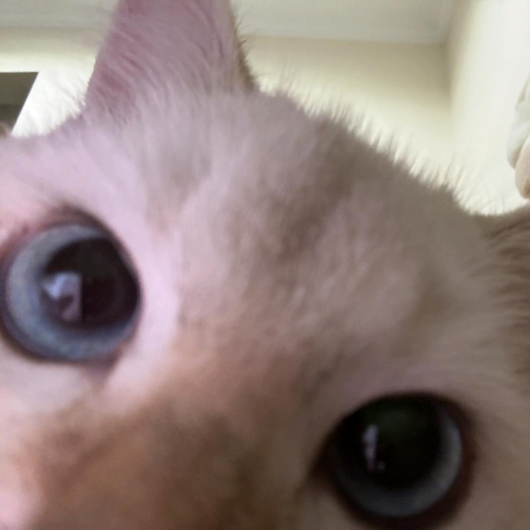 不爱吃大便