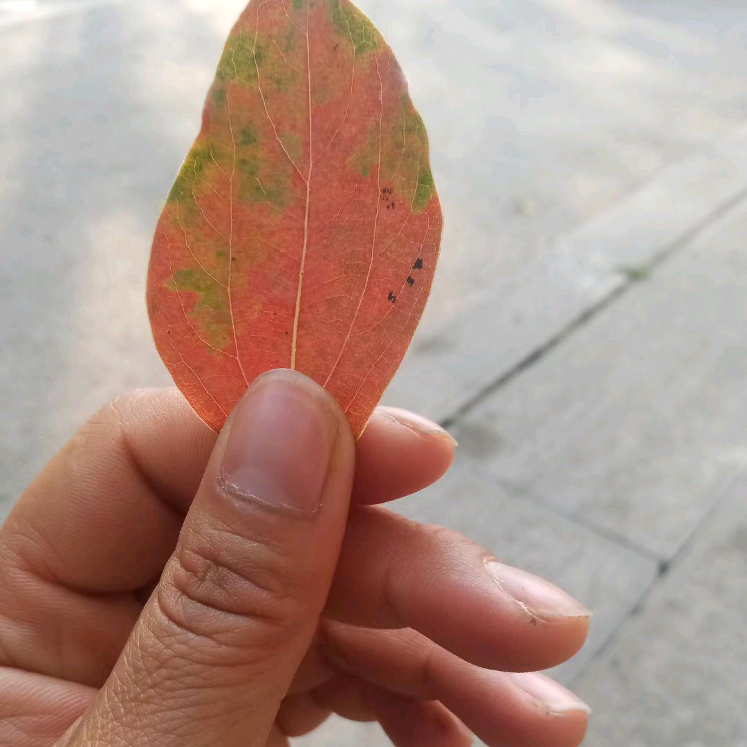 好运连连
