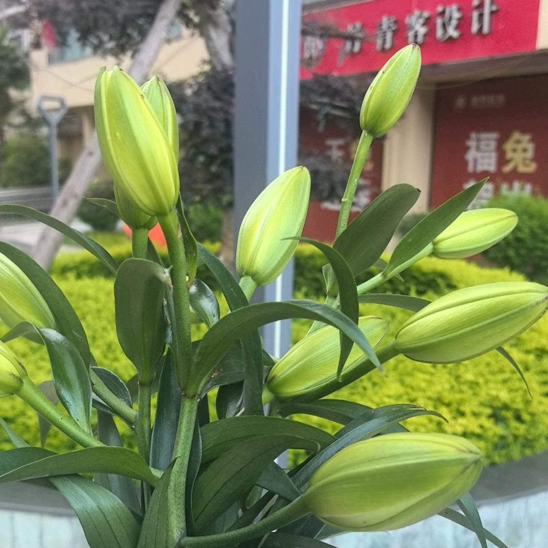 云南黑妹