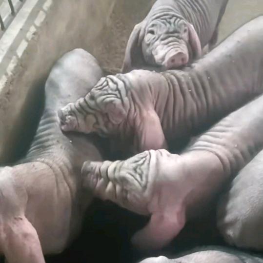 旺旺种猪繁殖基地