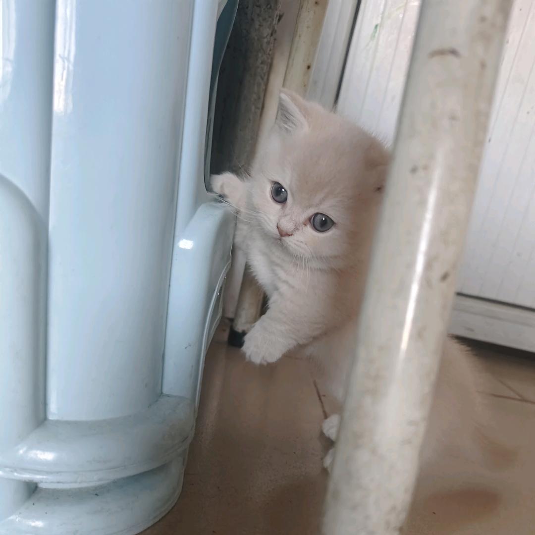 装修（黄师傅）