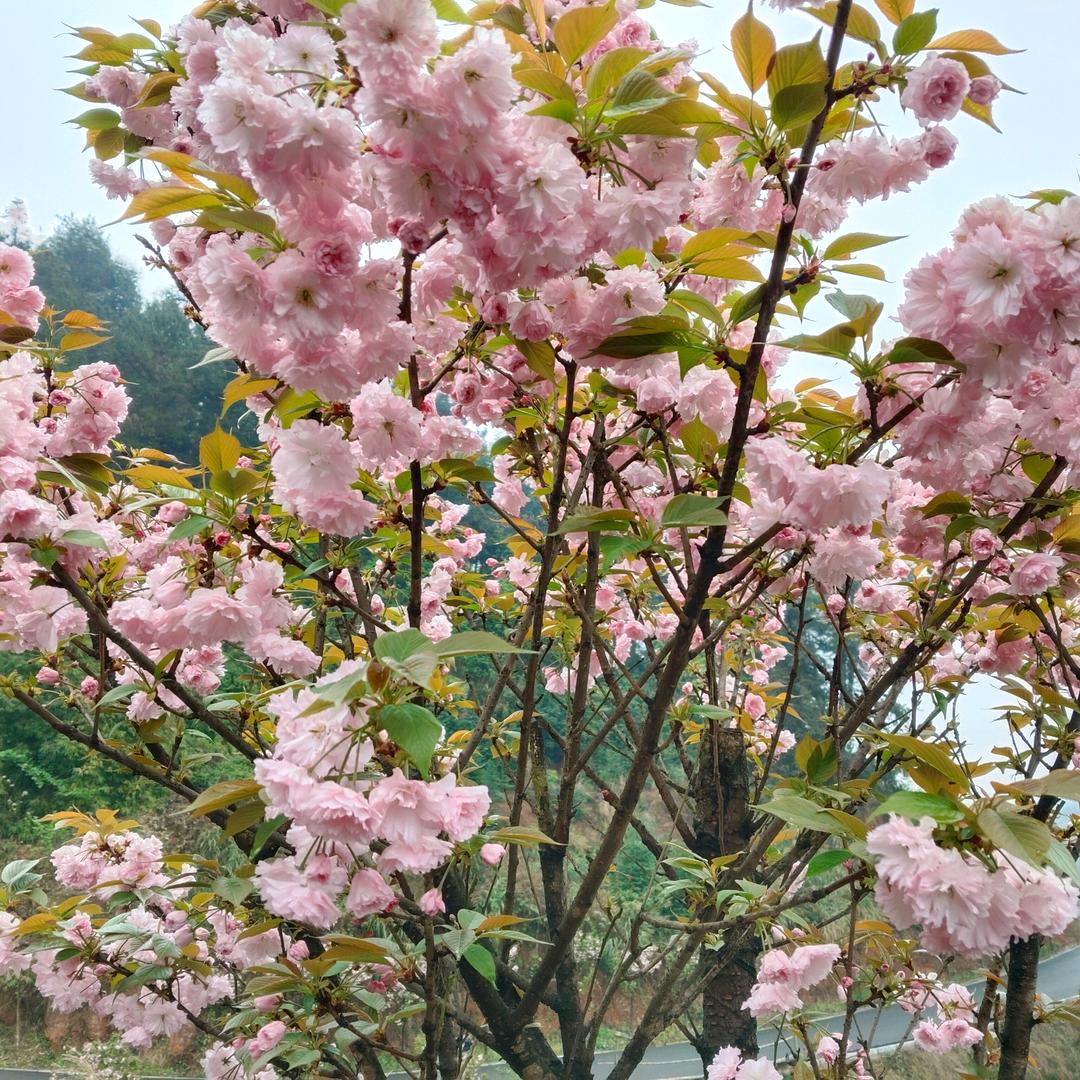 开开心心