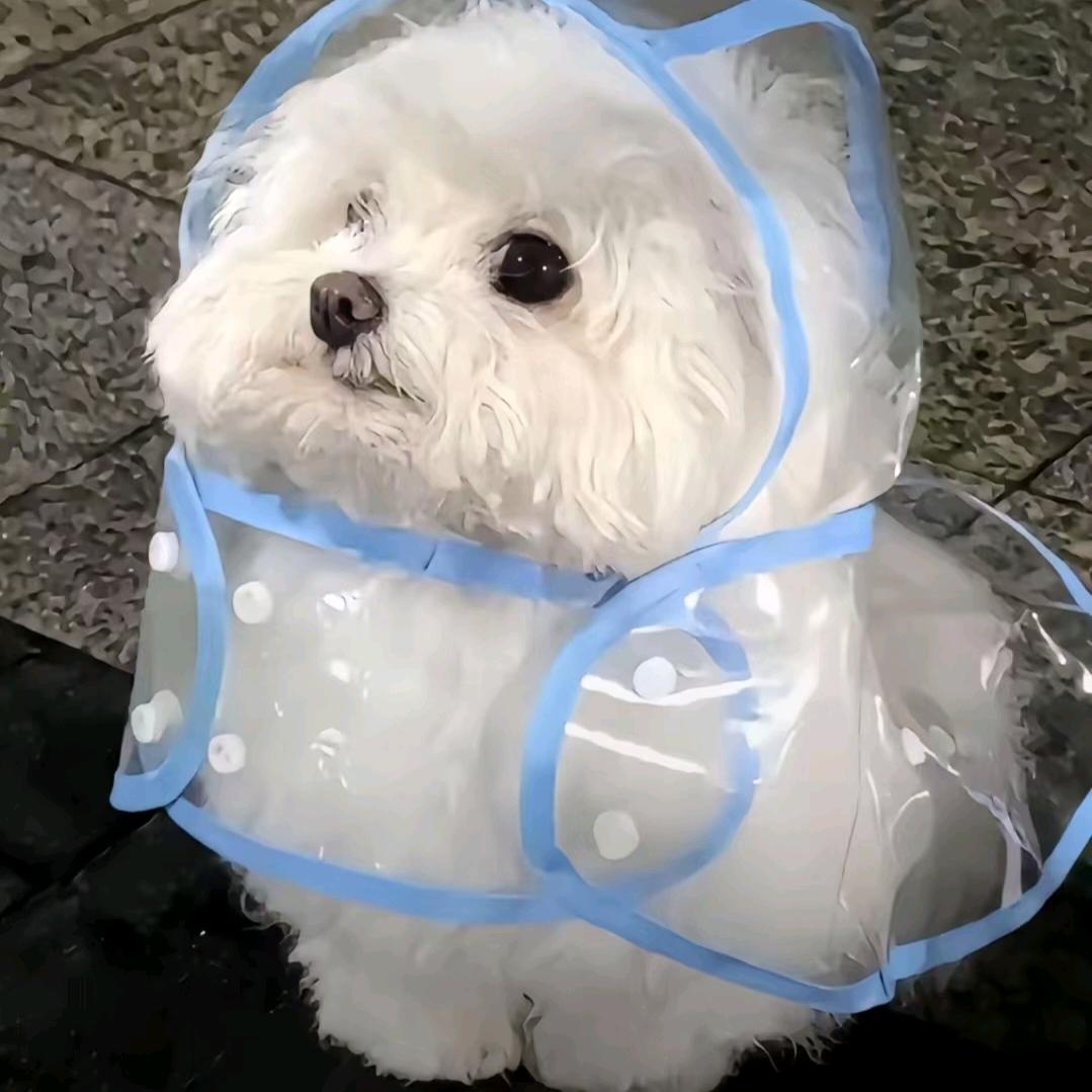 媛媛