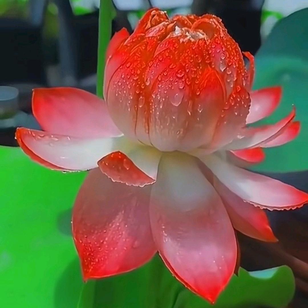 用户 10000🍵