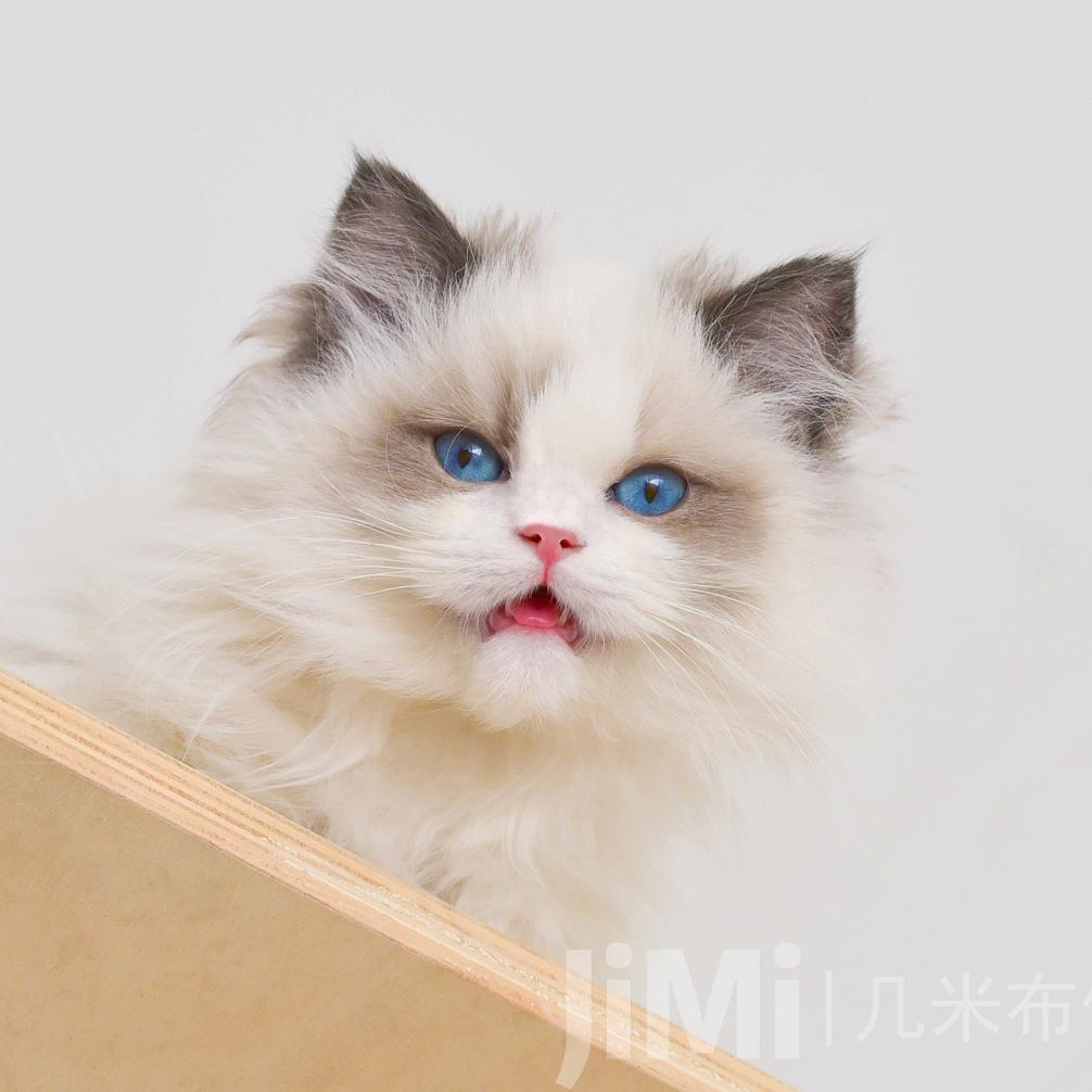 几米布偶猫家
