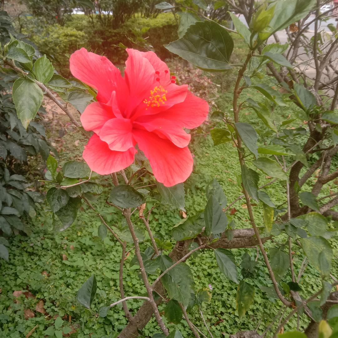谢