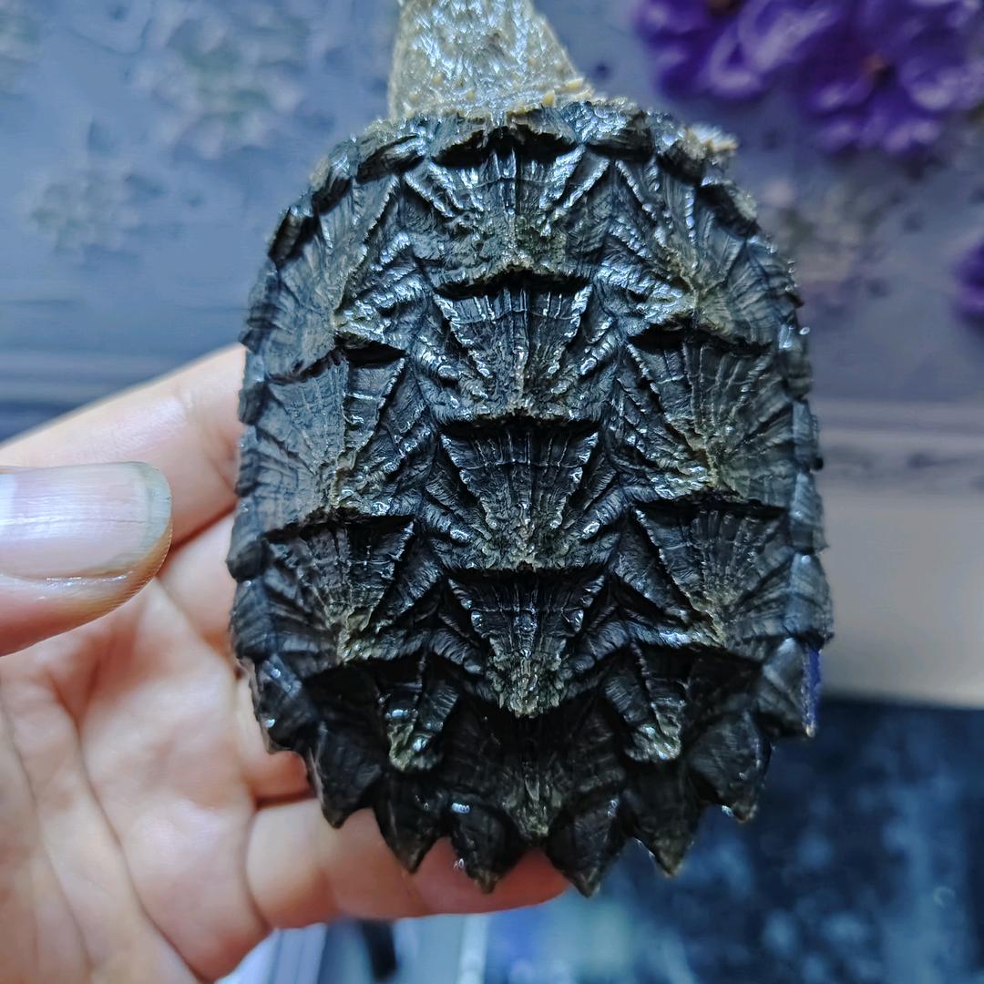吾悦留兮