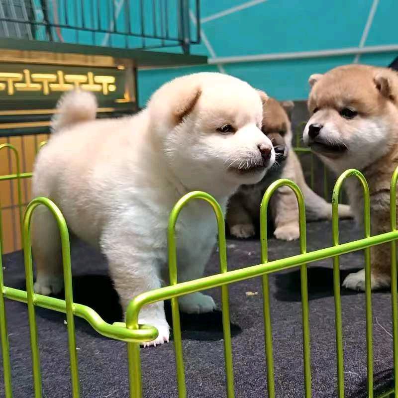 柴犬公社