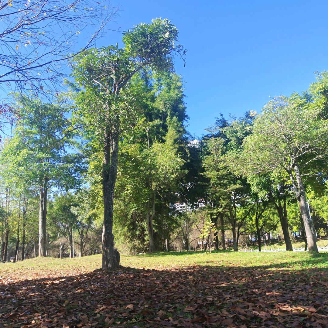向阳而生🌻(努力涨粉中)