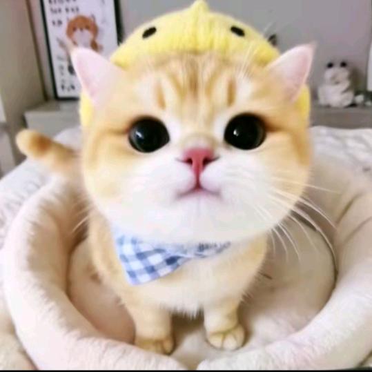 贪吃蛇小一（已有闺）