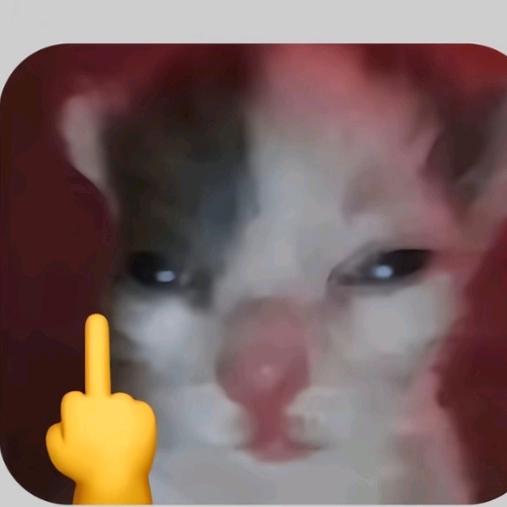 猫猫搬运工