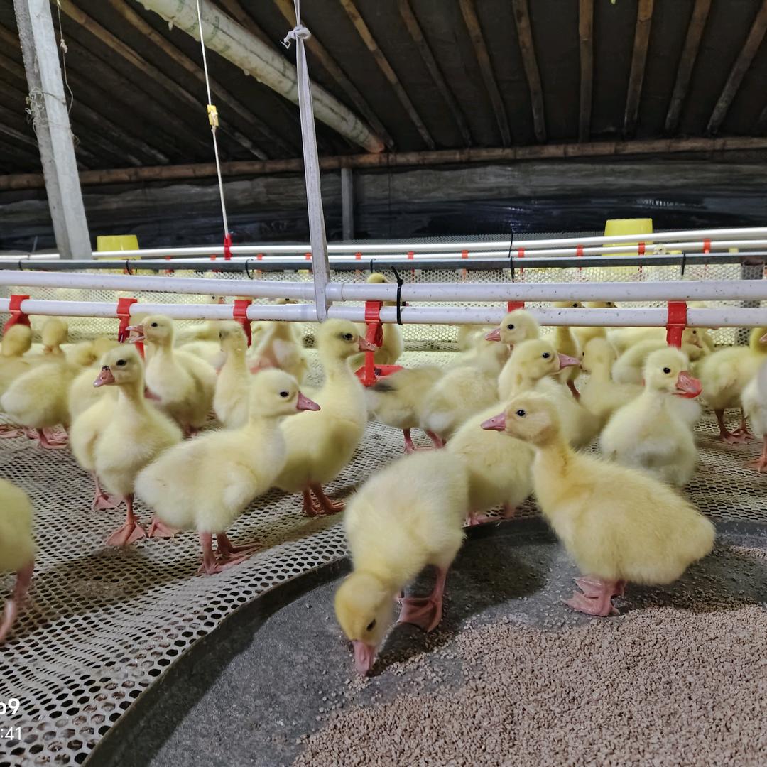 山东金乐祥生物科技有限公司