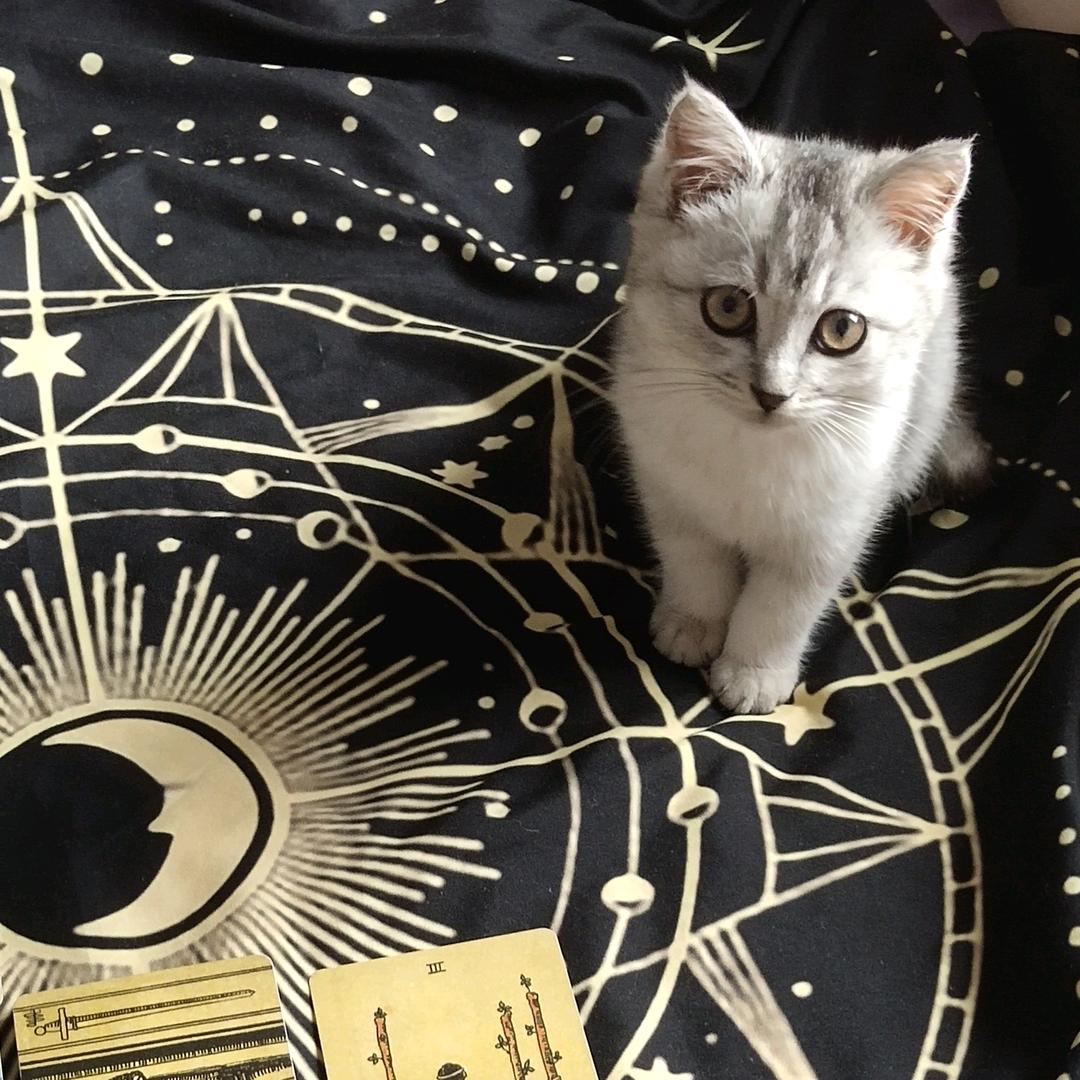 节制（女巫与小猫）