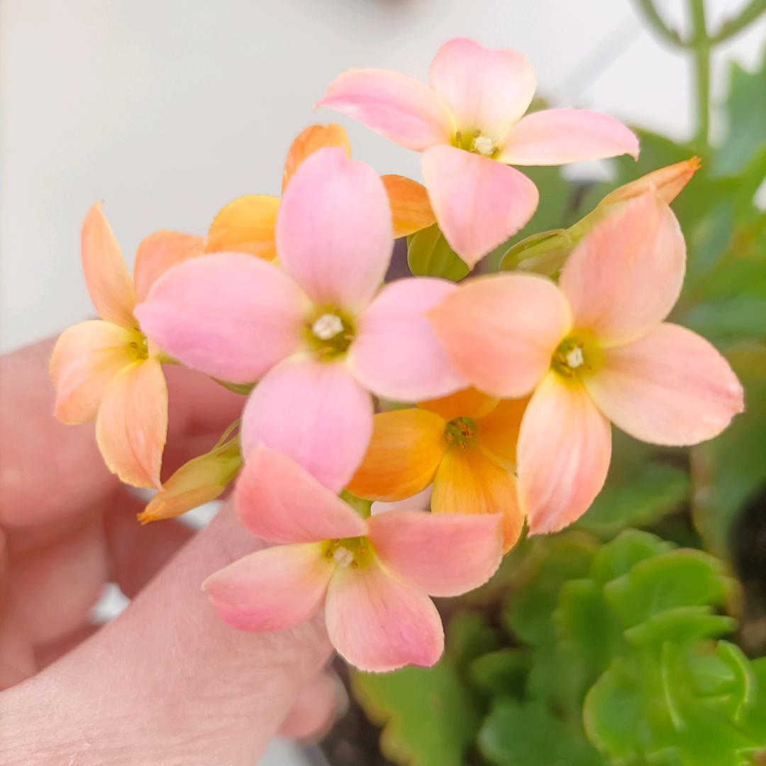 把记忆留给回忆🪁