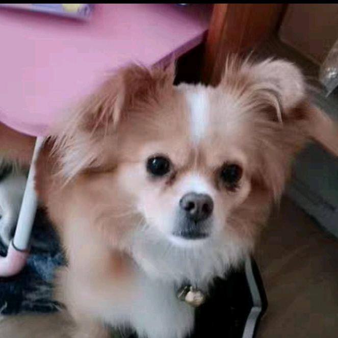 念情