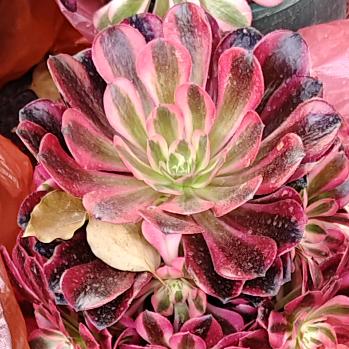 甜蜜蜂🐝独闯自媒体