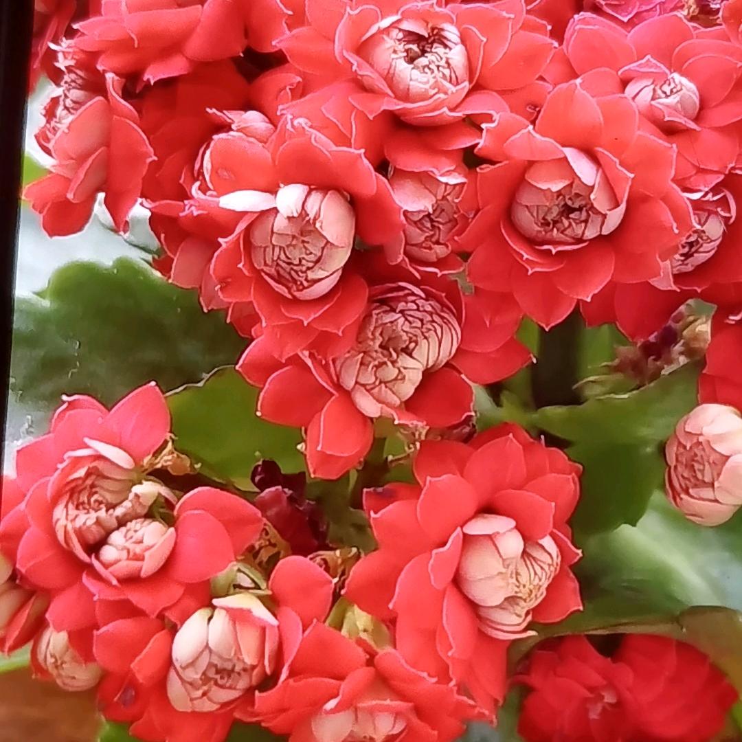 育歌秋花百货号