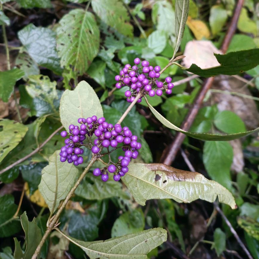 黑名单里的祖宗