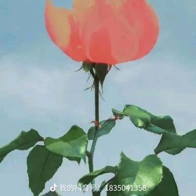 寒梅