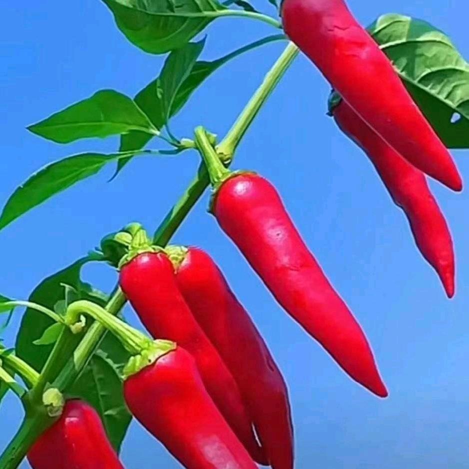 开心是福💰！（杨🍎）