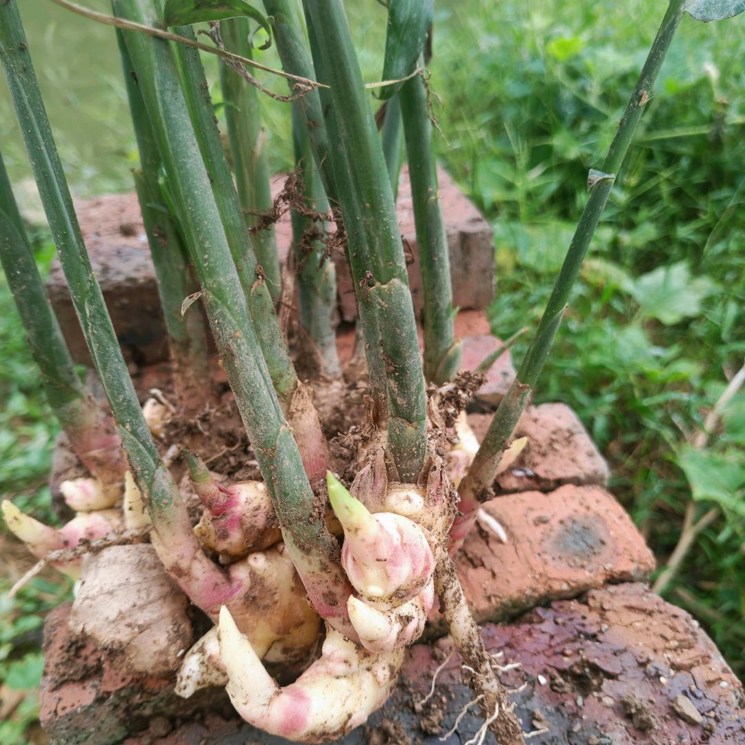 小七月头像