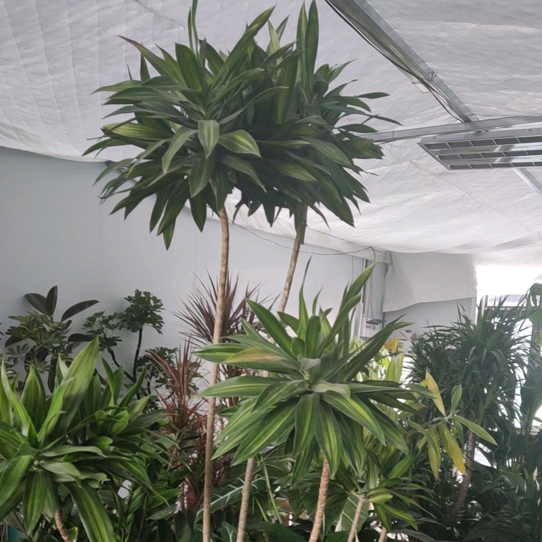 明天会更好