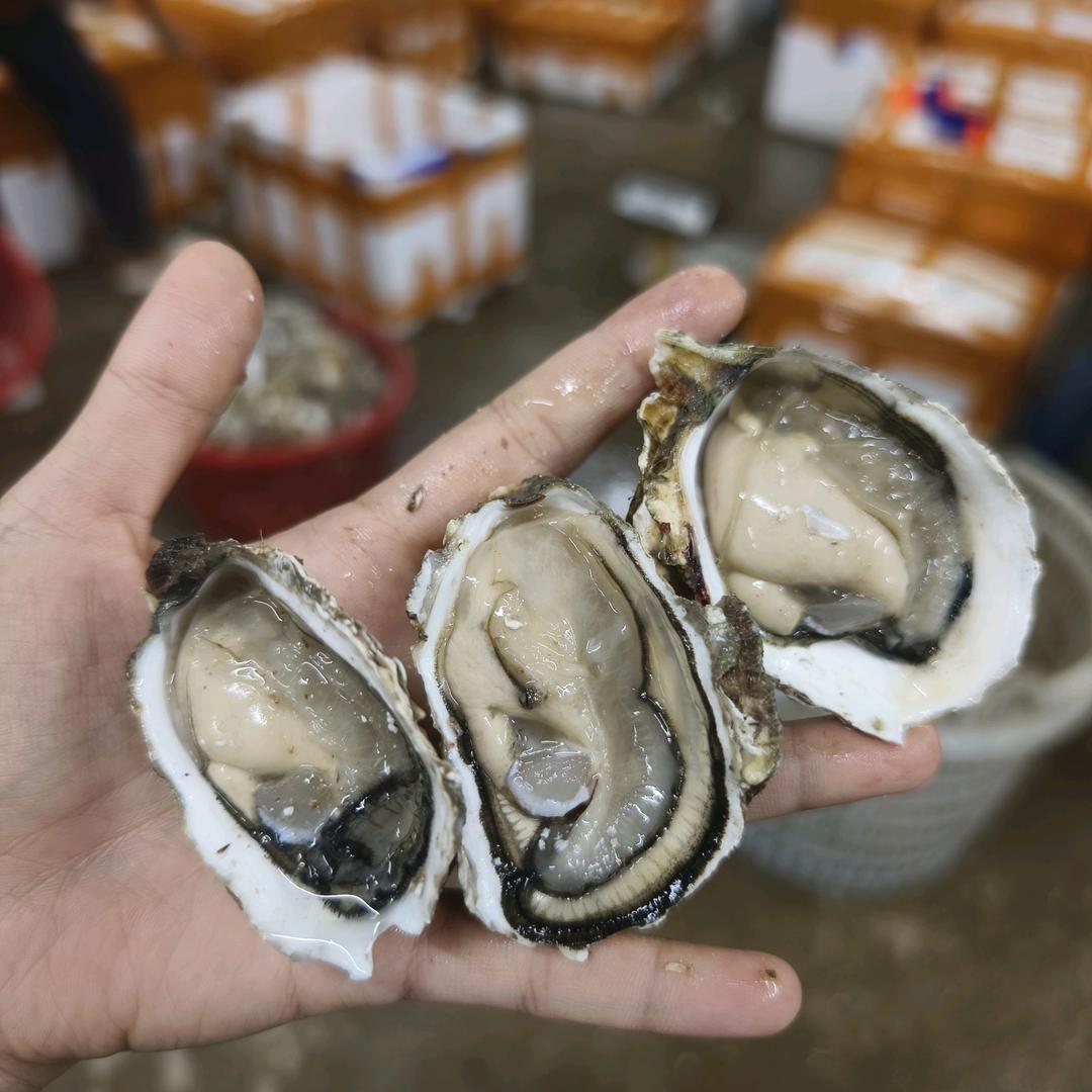 合吃生蚝批发