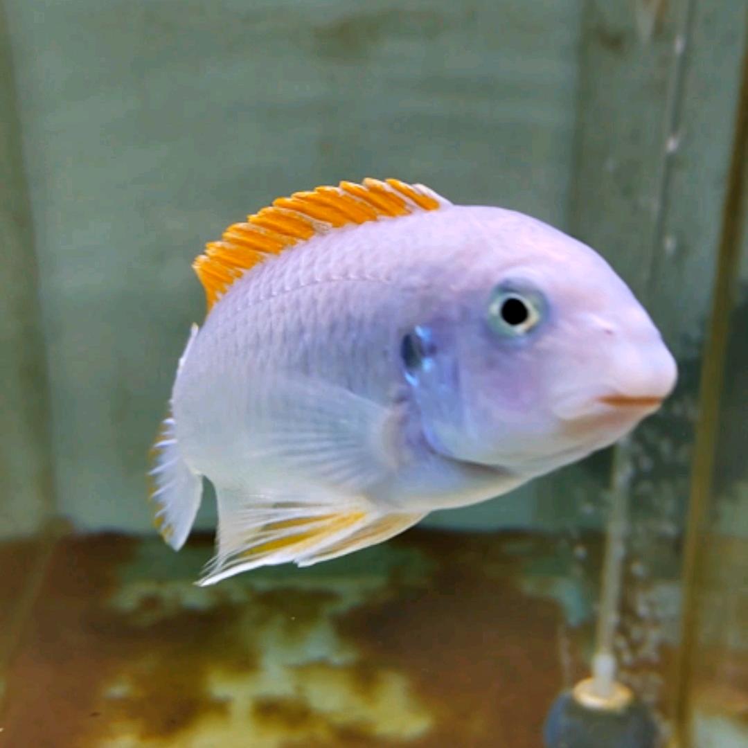 时光三湖慈鲷