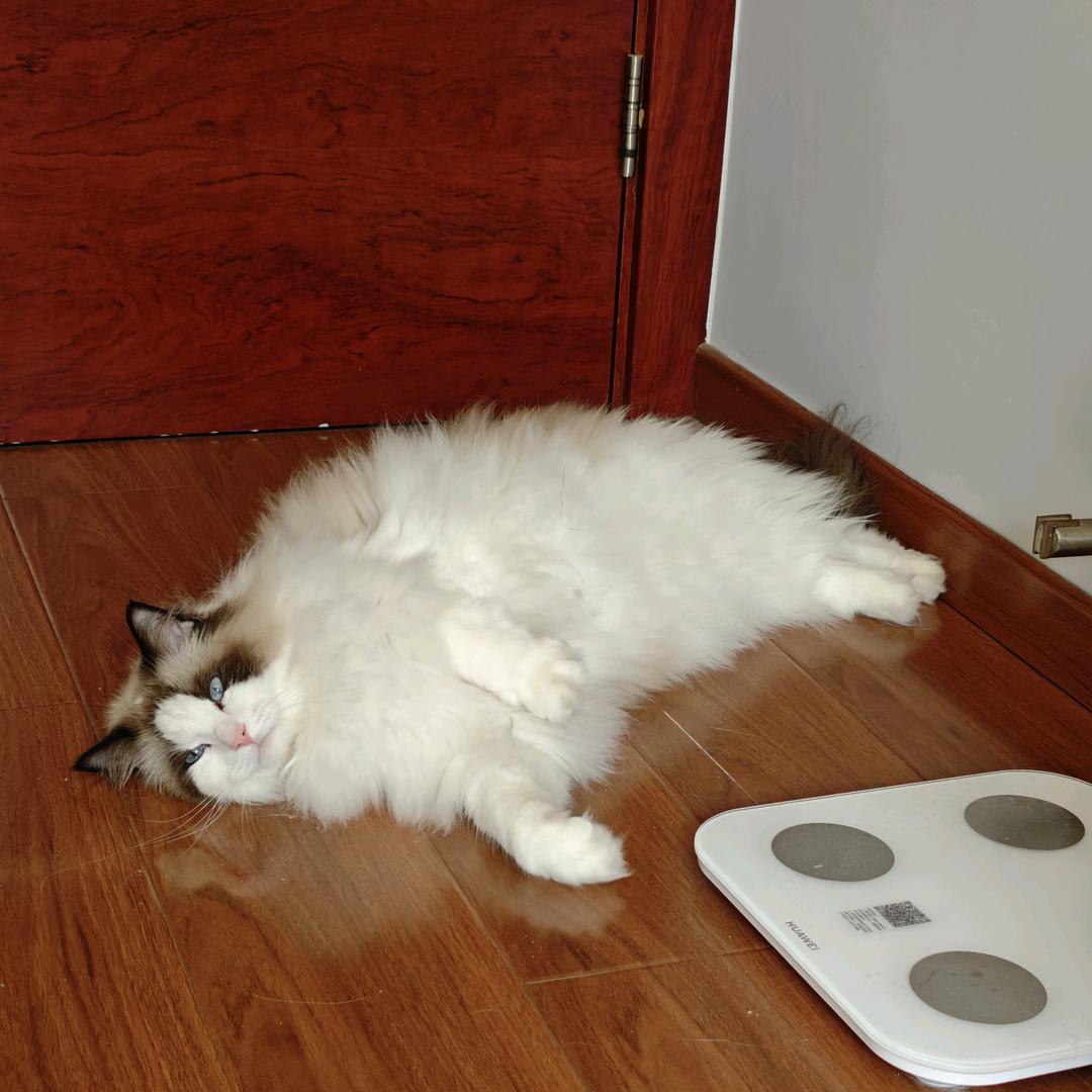 铁锅炖老板说我是最好的鹅要带我回家