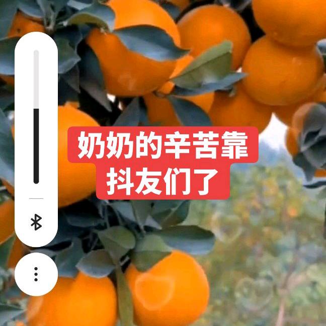 自家脐橙热卖中