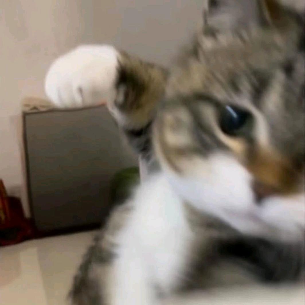 我的猫叫十八