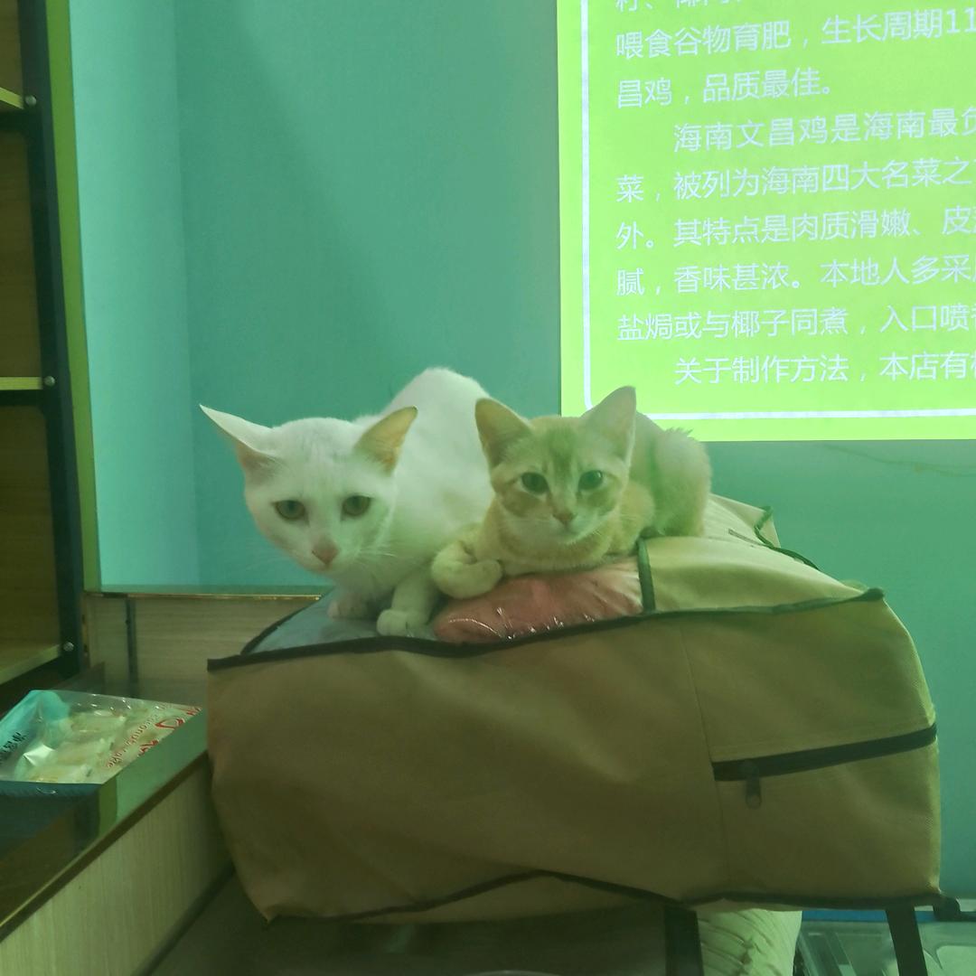 英子视频号