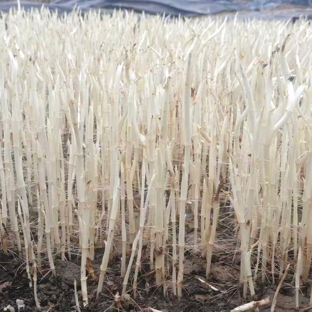 小强新鲜蔬菜小铺