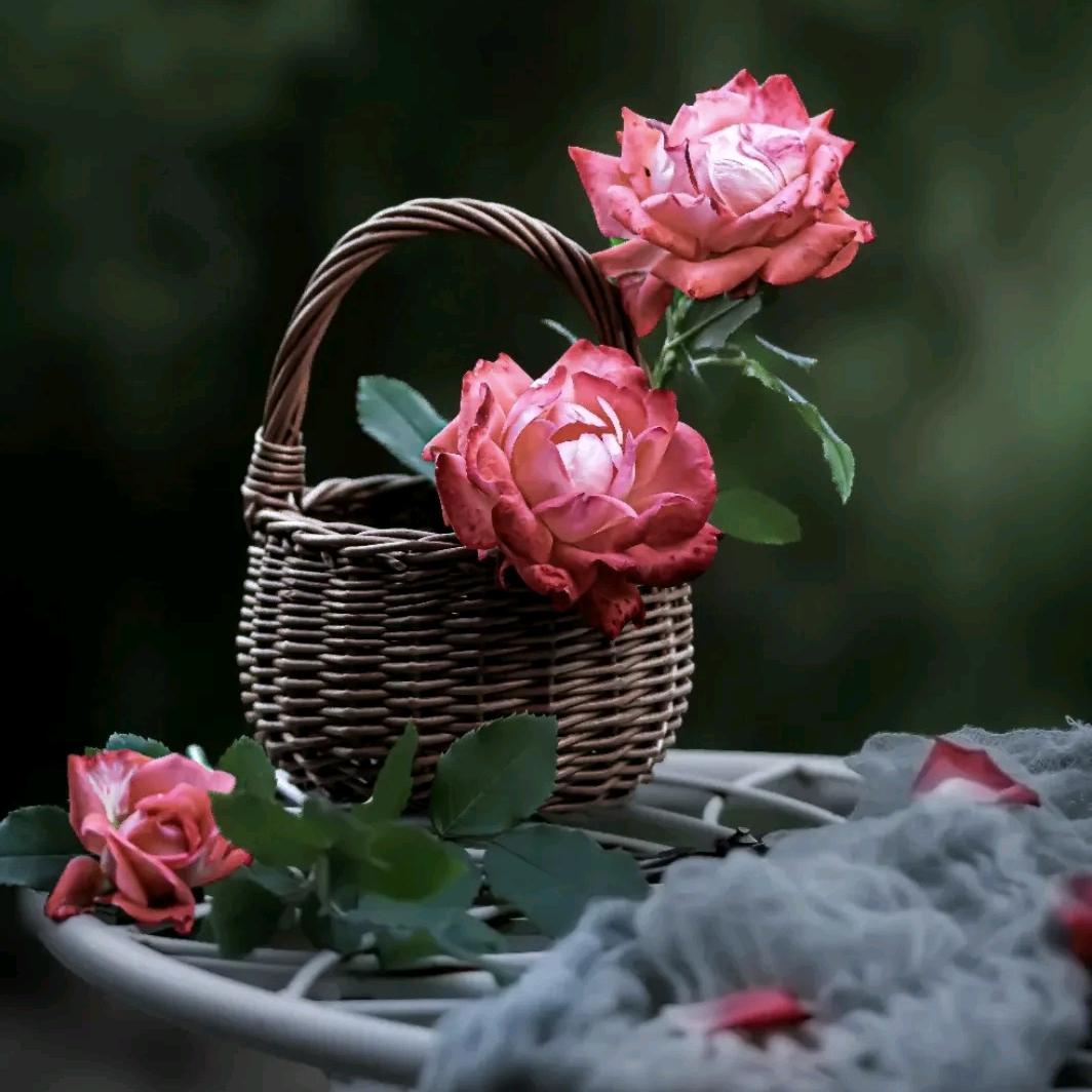 阳光正好《小号》