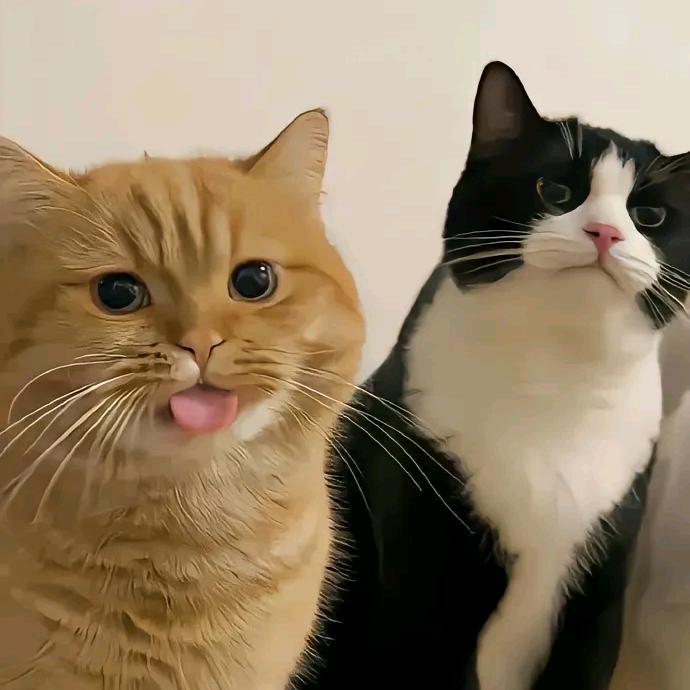 哈哈～(￣▽￣～)~。。