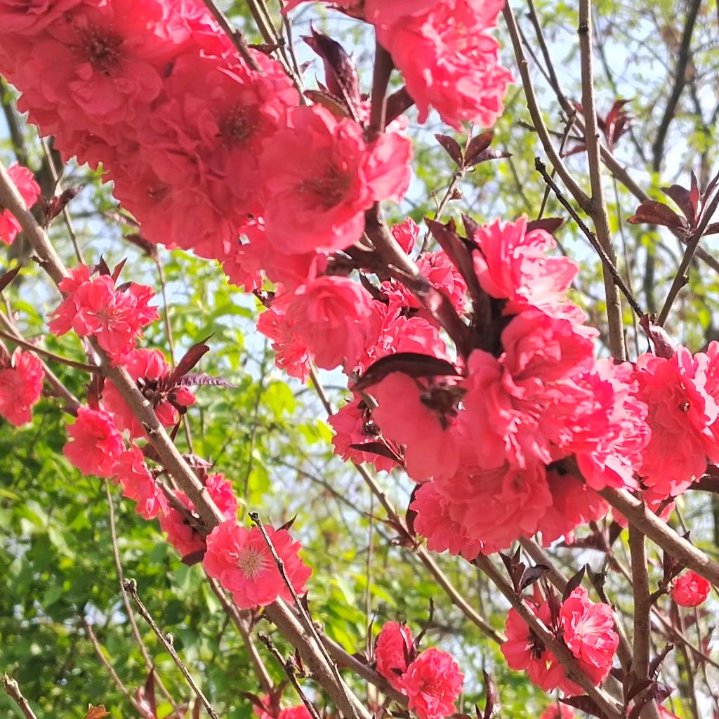 在奇瑞新能源当牛做马的日子真难混