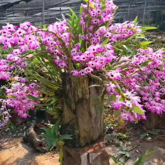 石斛哥唱山歌