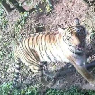 🦓🦓🐅🐅