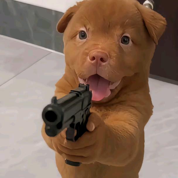 田园犬副院长