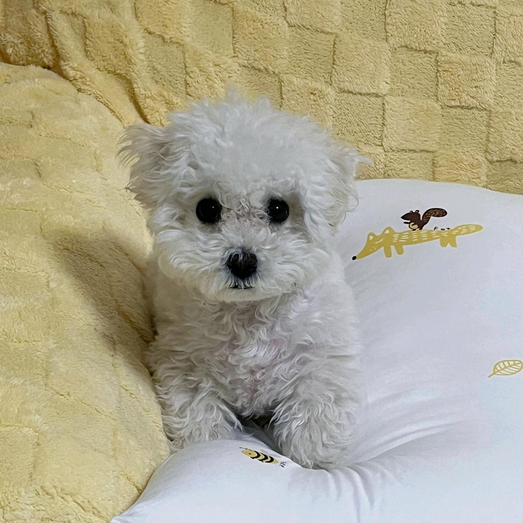 六六是个美少女