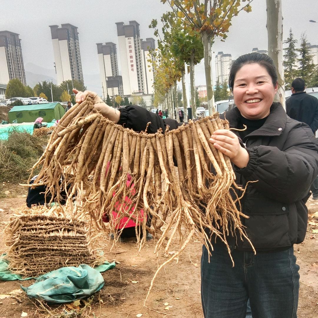 甘肃党参小红