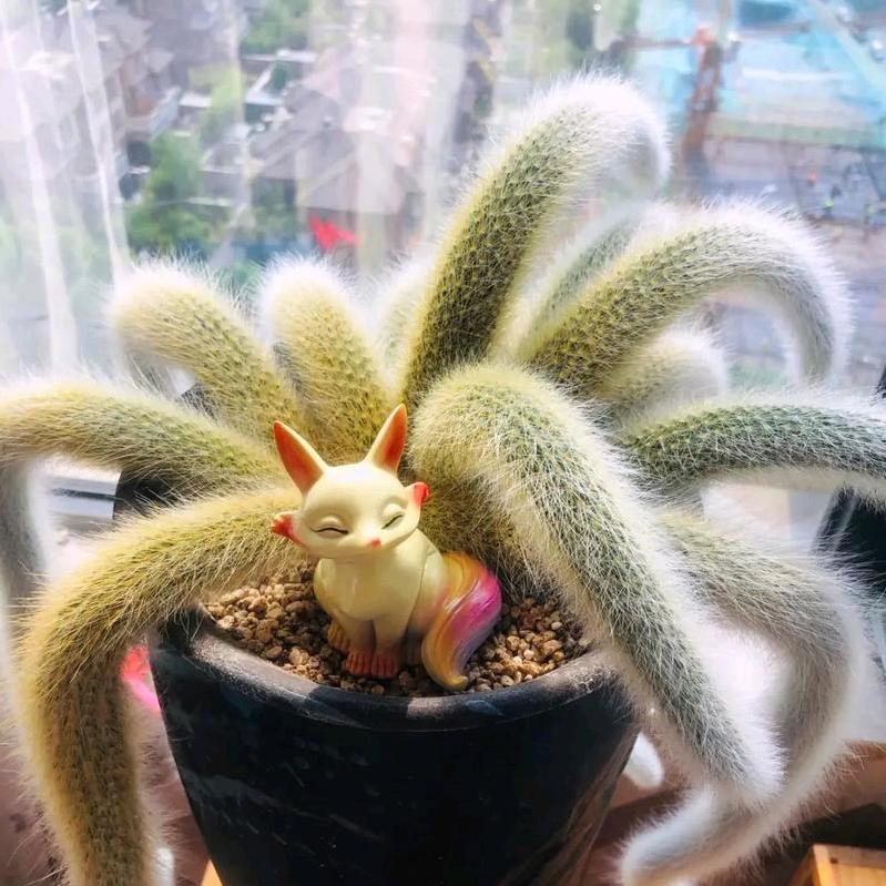 旭日东升