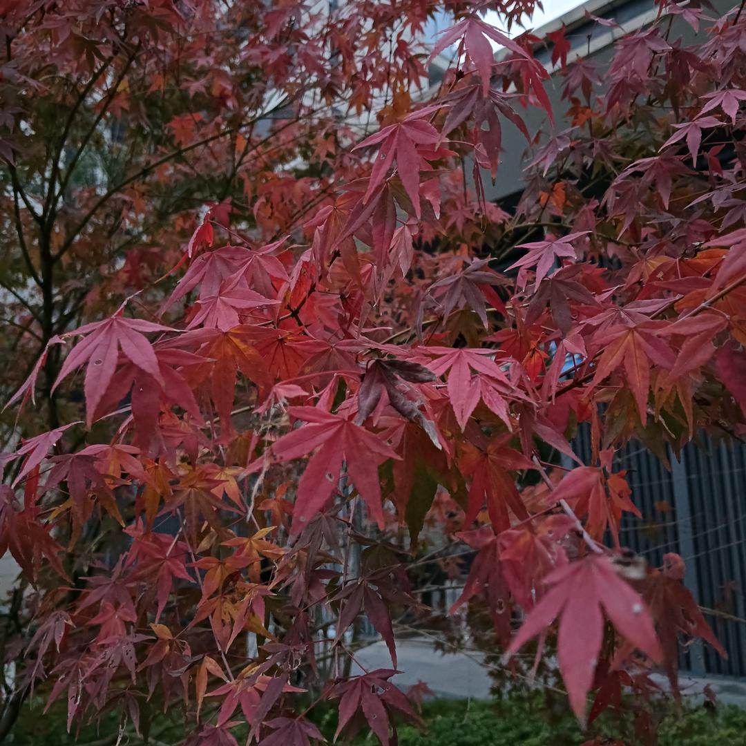 八月桂花